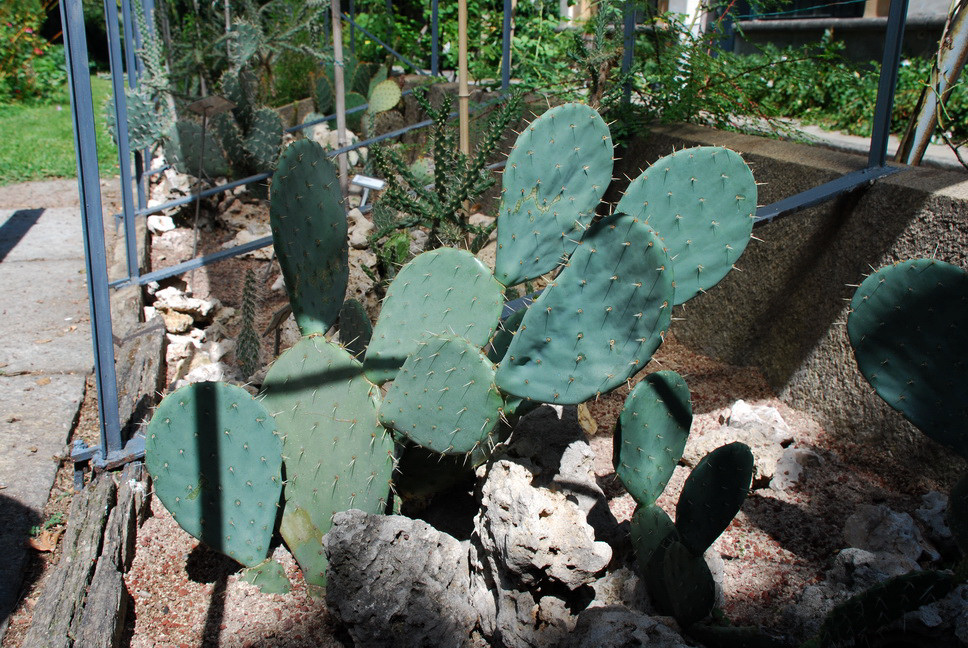 Orto Botanico_160.JPG